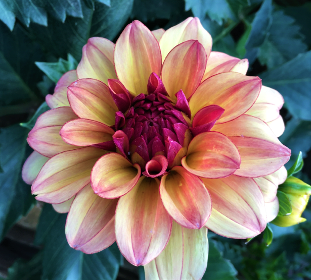 Dahlia Creme De Cognac